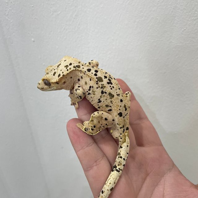 슈퍼달마시안 달마시안