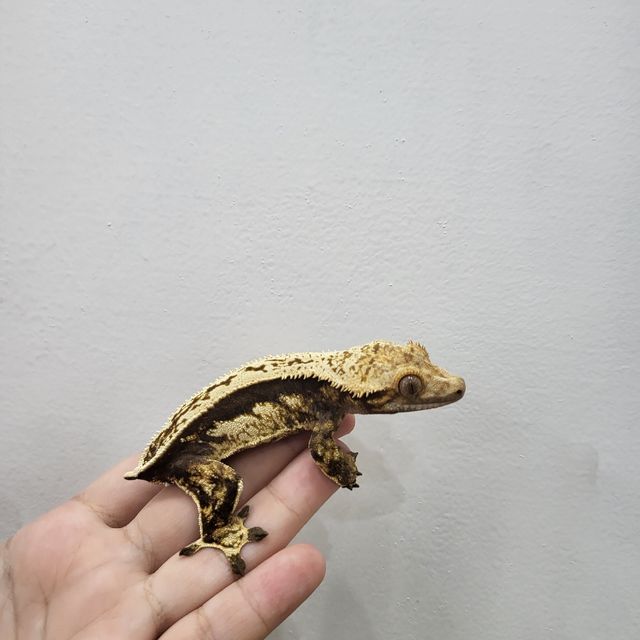 블랙 쿼드 풀핀