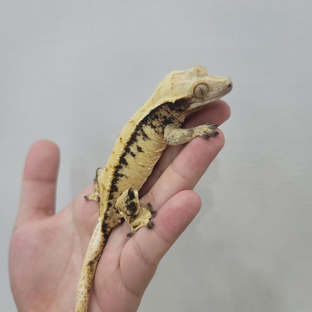 트라이
