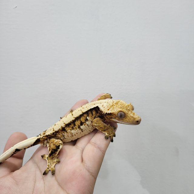 트라이 레이지
