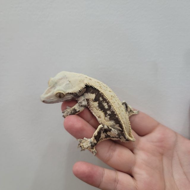 쿼드 풀핀
