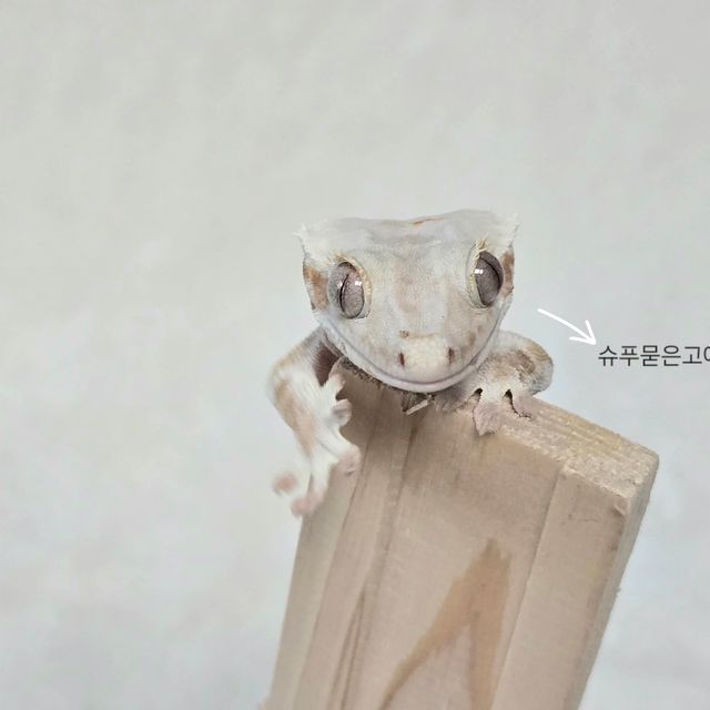 릴리화이트 레드