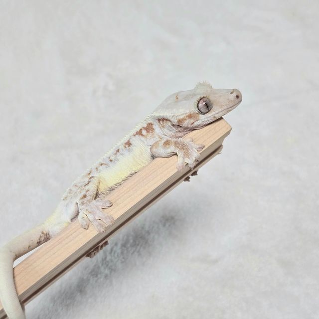 릴리화이트 레드