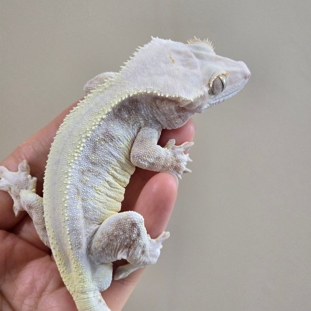 릴리화이트 레드