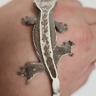 아잔틱 쿼드 풀핀 화이트핀