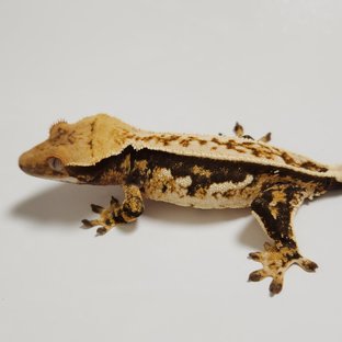 노멀 쿼드 풀핀