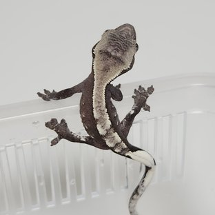 아잔틱