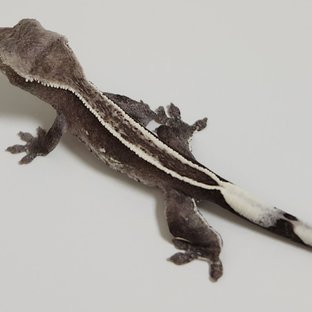 아잔틱