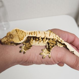 노멀 텐저린 익스트림할리퀸