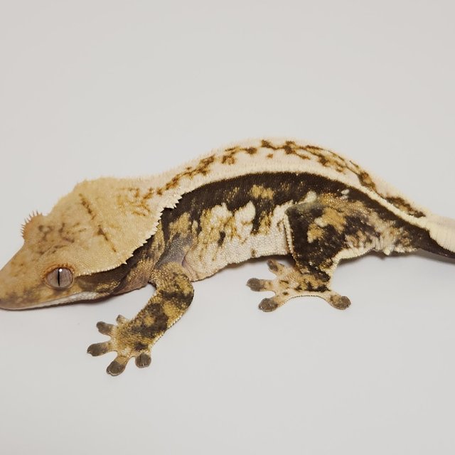 노멀 쿼드 풀핀