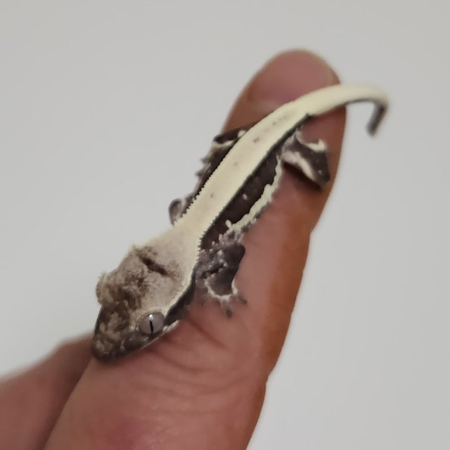 릴잔틱 솔리드백