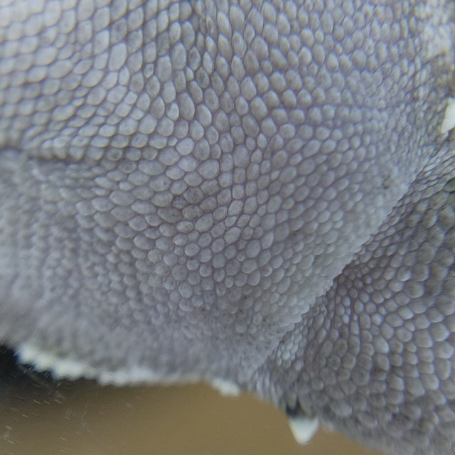 아잔틱 쿼드 풀핀 화이트핀