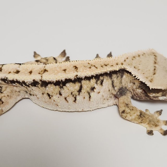 노멀 익스트림할리퀸