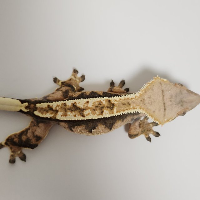 노멀 텐저린 익스트림할리퀸 트라이