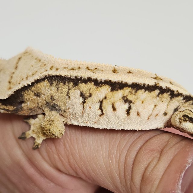 노멀 익스트림할리퀸