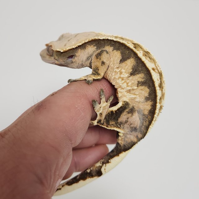 노멀 텐저린 익스트림할리퀸 트라이