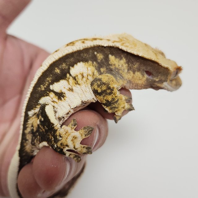 노멀 쿼드 풀핀