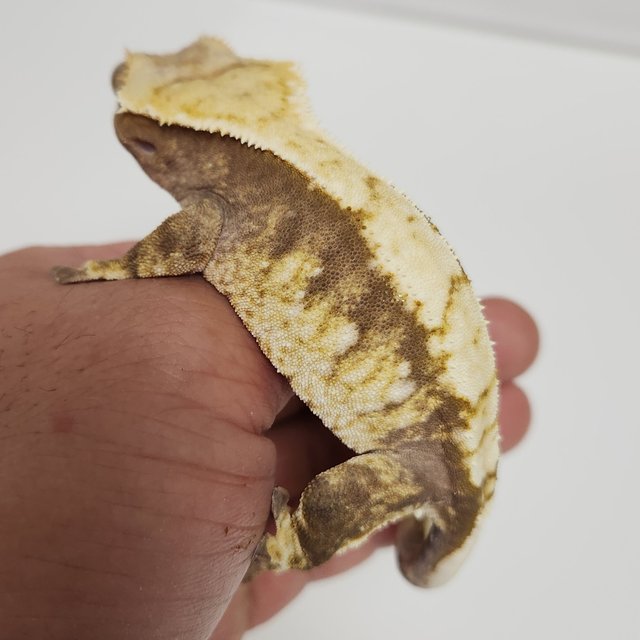 노멀 할리퀸 익스트림할리퀸