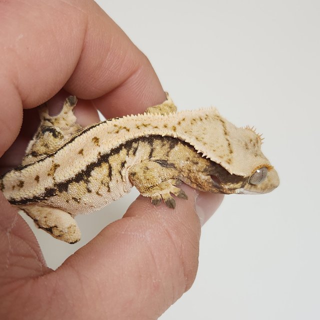 노멀 익스트림할리퀸