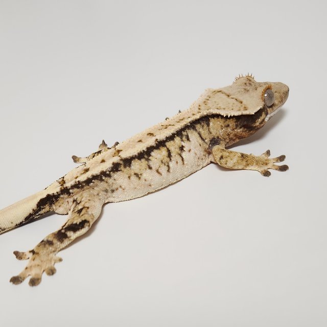 노멀 익스트림할리퀸