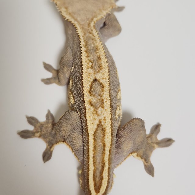 100%헷아잔틱 풀핀