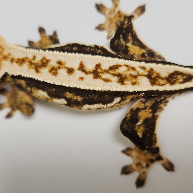 노멀 쿼드 풀핀