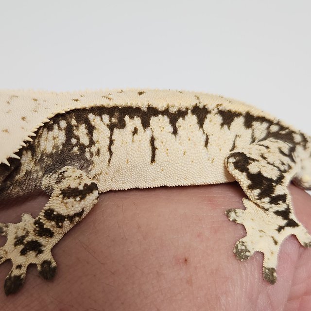 노멀 익스트림할리퀸 화이트