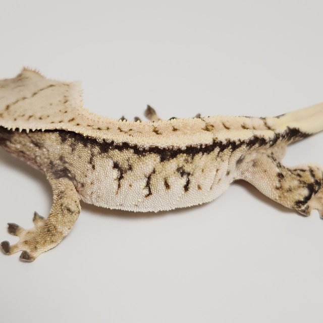 노멀 익스트림할리퀸