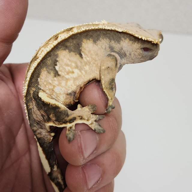 노멀 텐저린 익스트림할리퀸 트라이