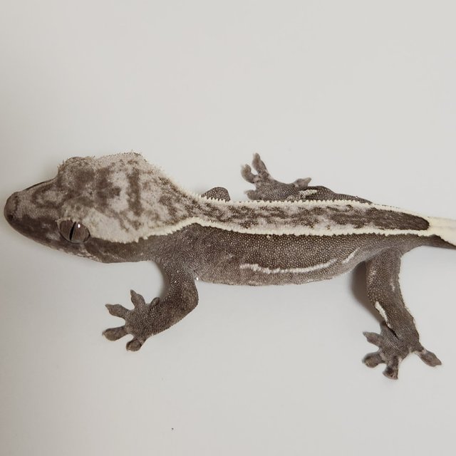 아잔틱 쿼드 풀핀 화이트핀