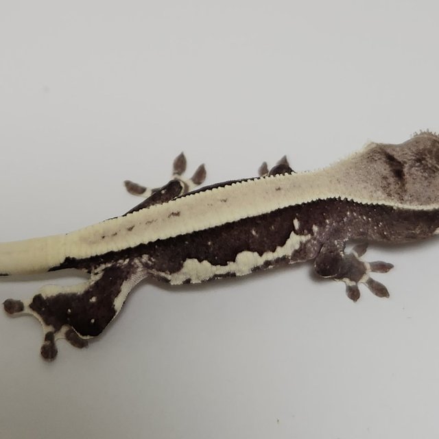 릴잔틱 솔리드백