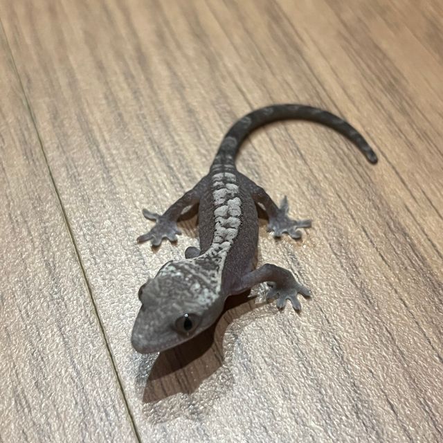 루왁 카푸치노 세이블