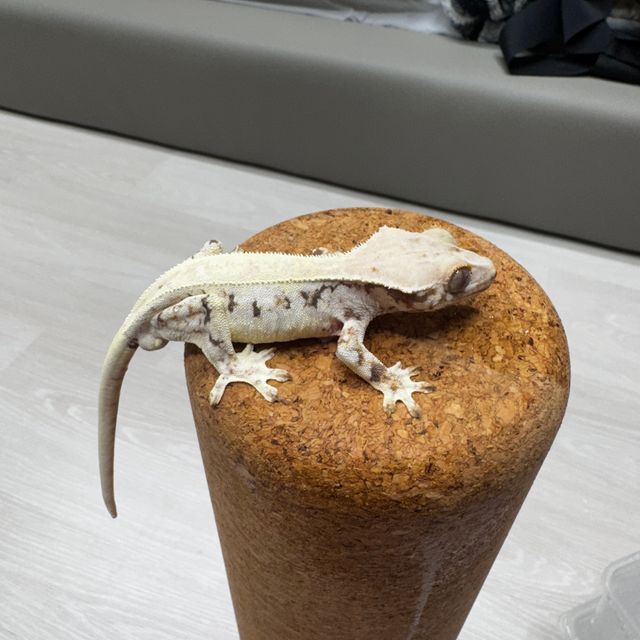 릴리화이트