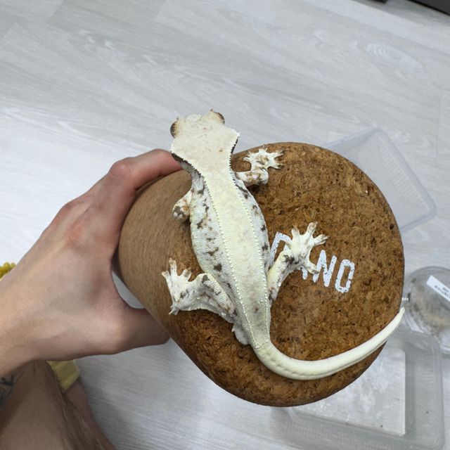 릴리화이트