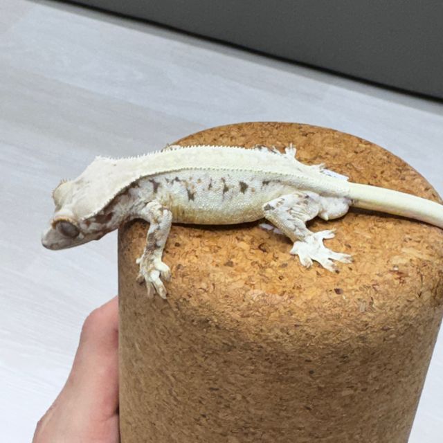릴리화이트