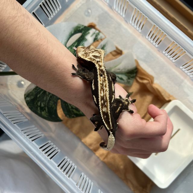 풀핀 다크 오닉스