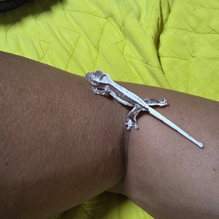 릴잔틱
