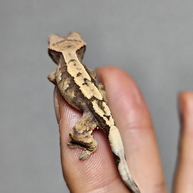 세이블 100%헷아잔틱