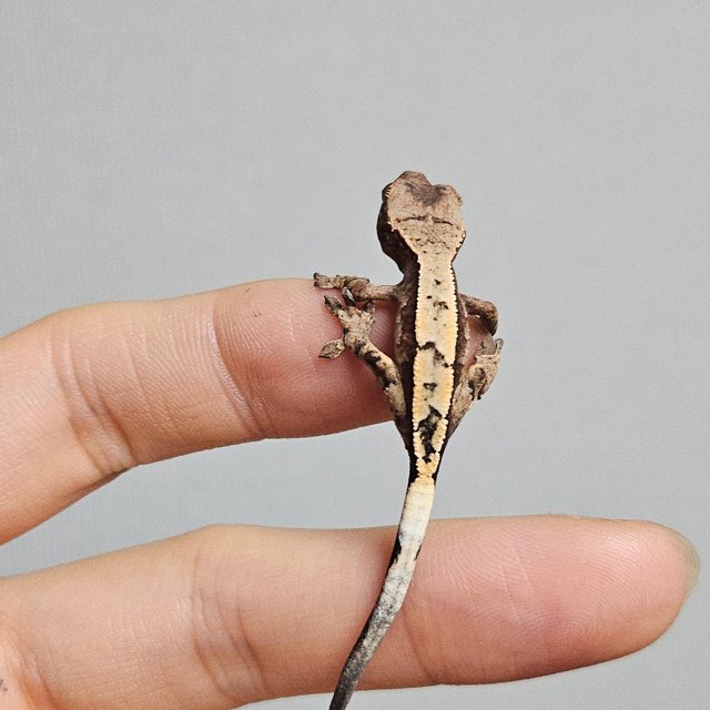 세이블 100%헷아잔틱