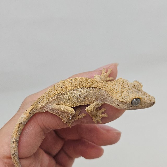 달마시안 슈퍼달마시안