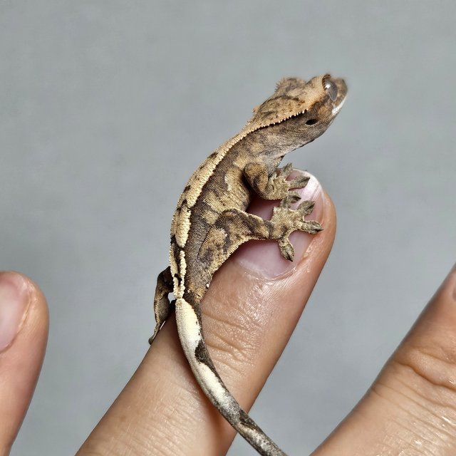 세이블 100%헷아잔틱