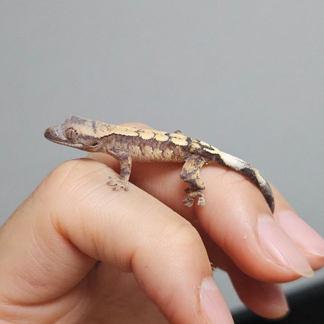 세이블 100%헷아잔틱