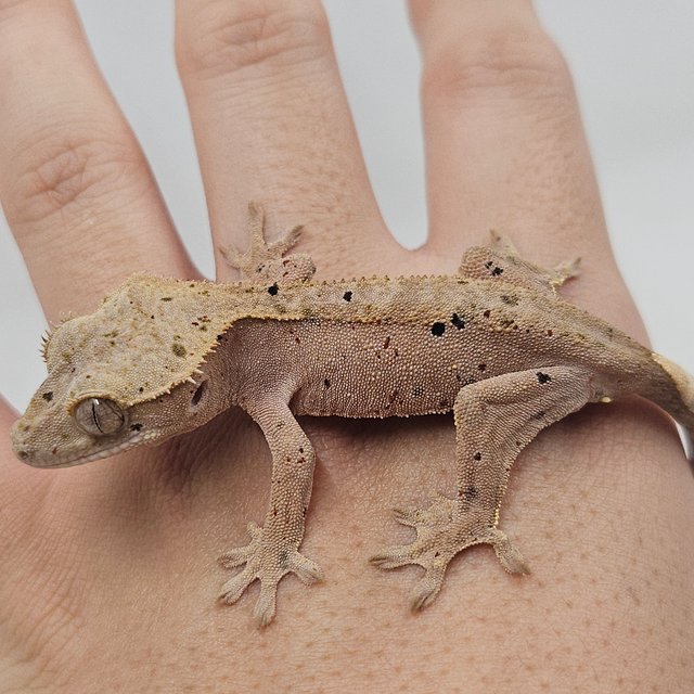 달마시안 슈퍼달마시안