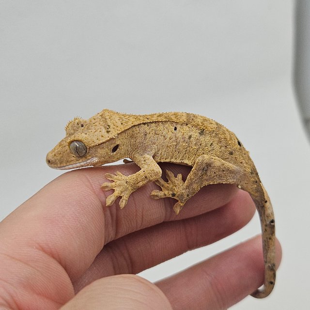 슈퍼달마시안 달마시안