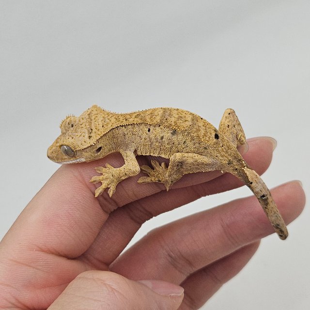 슈퍼달마시안 달마시안