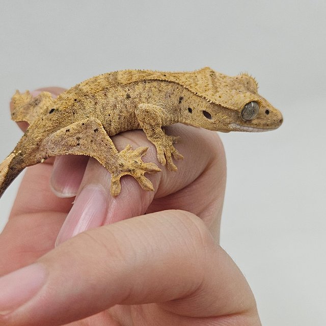 슈퍼달마시안 달마시안