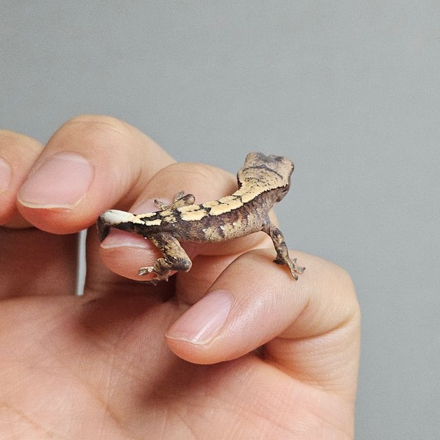 세이블 100%헷아잔틱