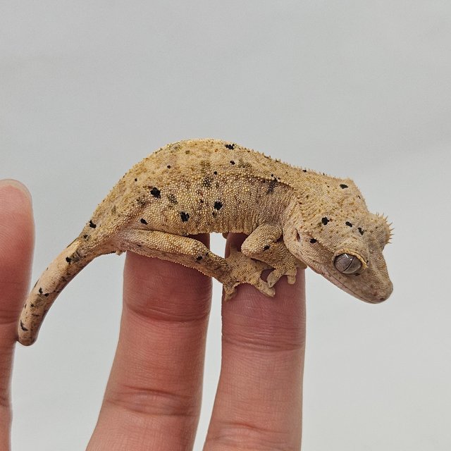 달마시안 슈퍼달마시안