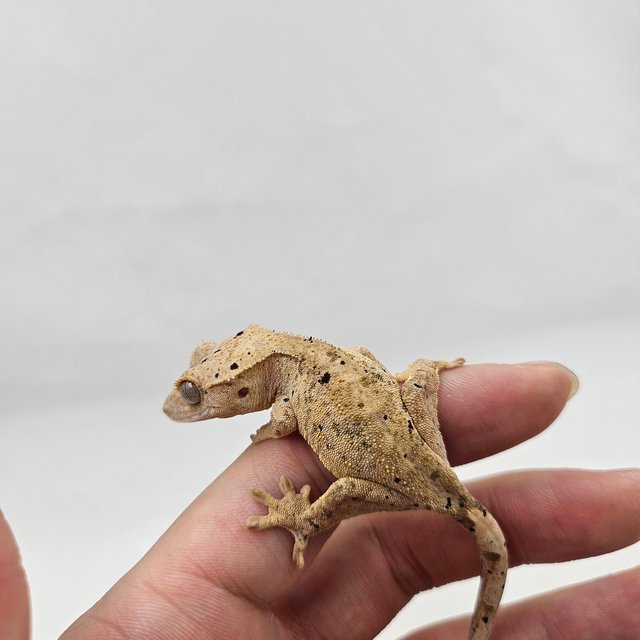 달마시안 슈퍼달마시안