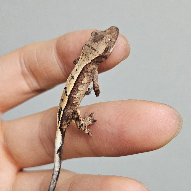 세이블 100%헷아잔틱